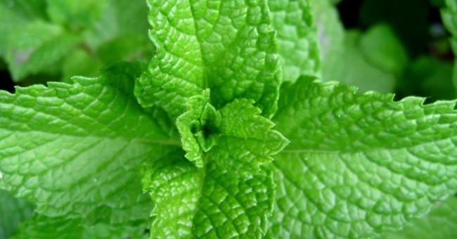 Mentha arvensis